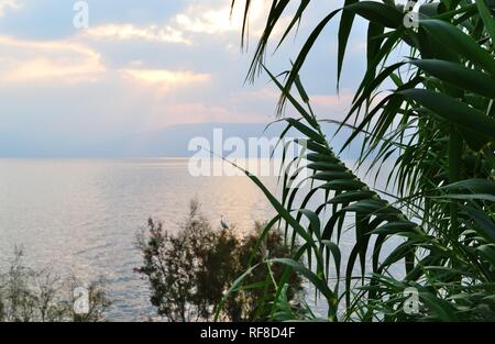 Lever du soleil sur la mer de Galilée, de plantes et d'arbres à l'avant Banque D'Images