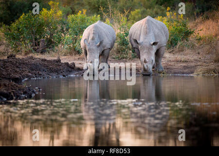 Deux rhinos, Ceratotherium simum, boire dans un étang, à la route, les reflets dans l'eau. Banque D'Images