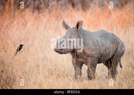 Un veau de rhino, Ceratotherium simum, se trouve dans l'herbe sèche et brune ressemble à une fourchette-tailed drongo, Dicrurus adsimilis. Banque D'Images