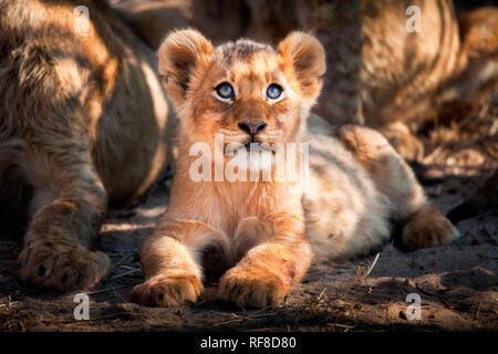 Un lion, Panthera leo, se trouve sur le terrain et recherche du bâti en jaune, yeux bleus, manteau d'or. Banque D'Images