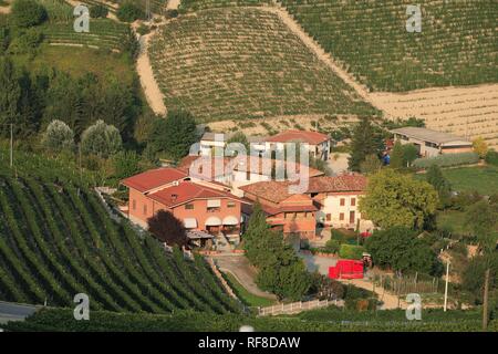 Vignoble à Bra, Piedmont, Italy, Europe Banque D'Images