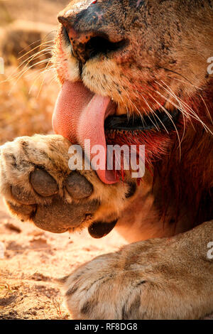 Un gros plan d'une gueule du lion et paw, Panthera leo, reliant paw, pied surélevé, museau sanglant, langue barbs visible Banque D'Images