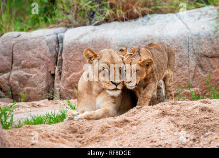 Un lion, Panthera leo, se trouve à côté de sa mère qui se trouve sur le sable, les yeux fermés, touchez les têtes, Boulder dans l'arrière-plan Banque D'Images