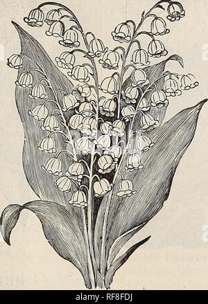 . Catalogue des plantes : printemps 1889. De l'Ohio de pépinière ; Catalogues Catalogues Fleurs. A. R. .^Sprivgfield Idrich, fleuriste, dans l'Ohio. 17 LANTANAS. Nous avons peu de plantes qui fleurissent de façon plus continue, ou aflord une plus grande variété de couleurs que le Lantana. Cultivés en pots ou en jardinières, ils font de merveilleux exemple plantes pour véranda ou de pelouse, et peuvent être conservés dans une cave à la lumière en hiver. Prix, 10 cents, 3 pour 25 cents. Alba Perfecta.-blanc pur, son port compact. Aurora boreale.-Une agréable nuance de jaune citron. Don Calmut-fleur ? Lilas, orange center. La perfection du Harkett. feuillage panaché jaune avec des Banque D'Images