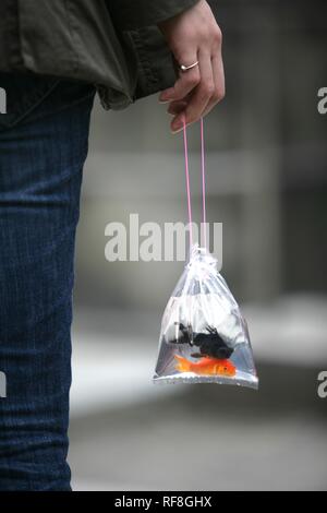 Femme tenant un sac en plastique contenant deux petits poissons, pensé pour être un porte-bonheur, Tokyo, Japon, Asie Banque D'Images