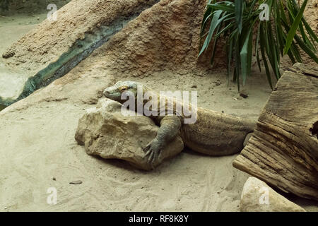 Dragon de Komodo (Varanus komodoensis) reposant sur le roc Banque D'Images