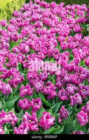 Affichage spectaculaire de bulbes à fleur de ressort à l'ampoule la plus importante du monde jardin floral de Keukenhof en avril 2018, Lisse,Hollande,les Pays-Bas Banque D'Images