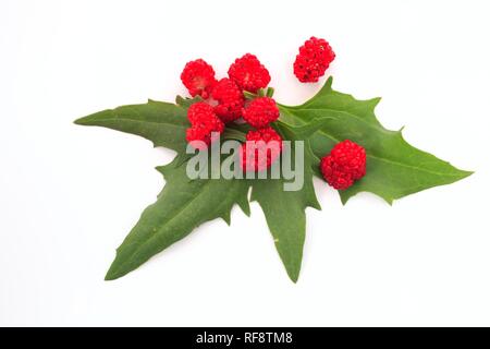 Les fruits et les feuilles de fraisiers blite (Chenopodium capitatum), légumes trier Banque D'Images