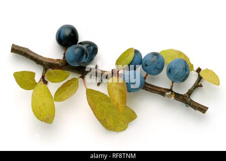 Prunellier ou prunelle (Prunus spinosa) Petits fruits Banque D'Images