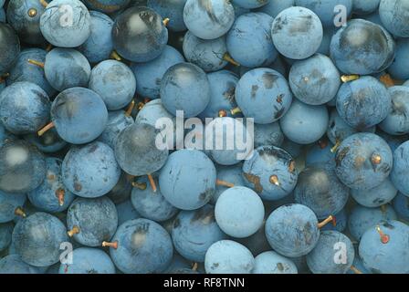 Prunellier ou prunelle (Prunus spinosa) Petits fruits Banque D'Images