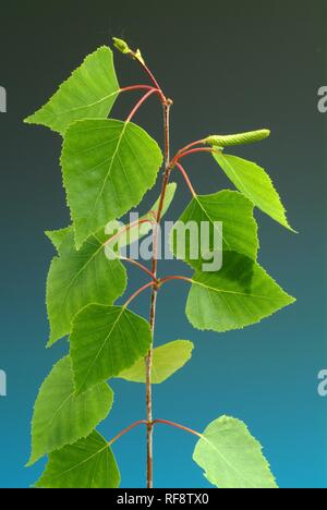 Le bouleau verruqueux, bouleau pleureur européen ou européenne, le bouleau blanc (Betula pendula) laisse Banque D'Images