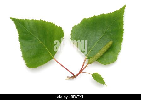 Le bouleau verruqueux, bouleau pleureur européen ou européenne, le bouleau blanc (Betula pendula) laisse Banque D'Images