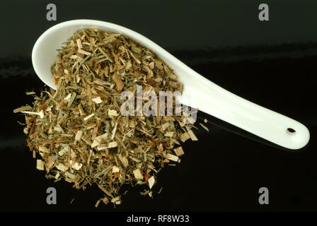 Rue de chèvre secs ou lilas français (Galega officinalis), plante médicinale, plateau Banque D'Images