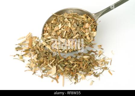 Rue de chèvre secs ou lilas français (Galega officinalis), plante médicinale, plateau Banque D'Images
