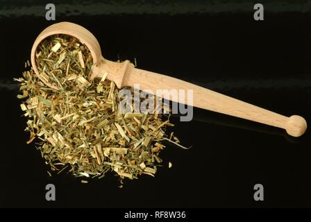 Rue de chèvre secs ou lilas français (Galega officinalis), plante médicinale, plateau Banque D'Images
