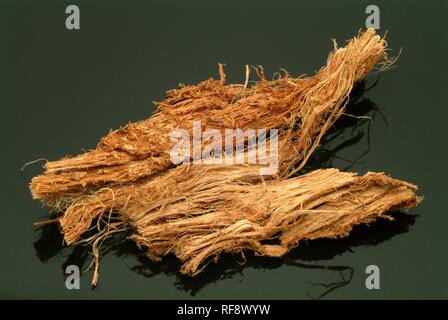 Imprimeur de sagou ou Incha Cycas circinalis, Cycas (cireinnalis), plante médicinale de l'écorce Banque D'Images