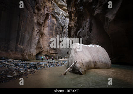 La randonnée du parc national de Zion Canyon, l'emplacement de célèbres Narrows, en hiver nécessite une combinaison sèche et des vêtements chauds, mais c'est moins bondé qu'à l'été Banque D'Images