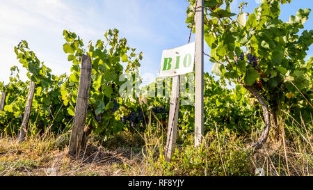 Low angle view de rangs de vigne biologique dans un vignoble de Champagne avec un panneau blanc sur un poste en bois BIO pour la lecture 'biologique'. Banque D'Images