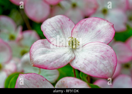 Belles fleurs du cornouiller Rose. Cornus florida rubra. Banque D'Images