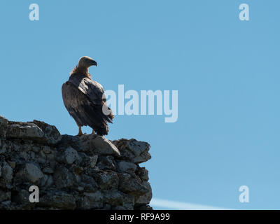 Un vautour fauve (Gyps fulvus) assis sur un vieux mur de pierre, ciel bleu Banque D'Images