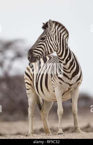 Onguma Game Reserve est une réserve privée sur la frontière est de l'Etosha National Park où vous pourrez admirer des paysages arides et excellent de la faune Banque D'Images