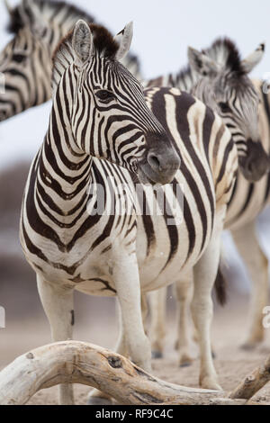 Onguma Game Reserve est une réserve privée sur la frontière est de l'Etosha National Park où vous pourrez admirer des paysages arides et excellent de la faune Banque D'Images