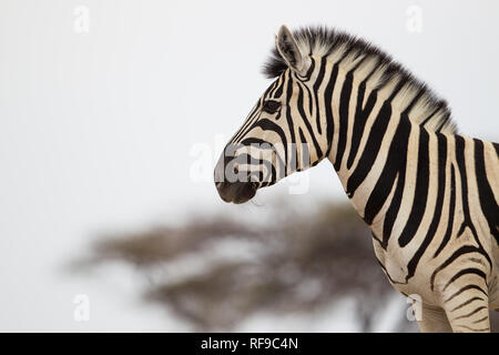 Onguma Game Reserve est une réserve privée sur la frontière est de l'Etosha National Park où vous pourrez admirer des paysages arides et excellent de la faune Banque D'Images