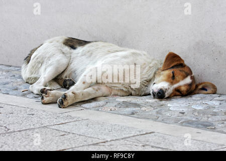 Chien abandonné sur le sol de la rue Banque D'Images