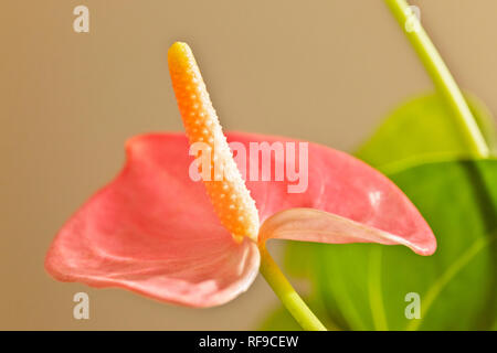 Spathe brillant rouge d'anthurium plante avec spadice orange vif et vert , feuilles de Banque D'Images