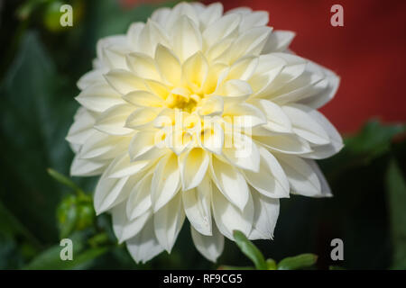 Dahlia blanc fleur en véritable jardin ; profondeur de champ. Jardin Banque D'Images