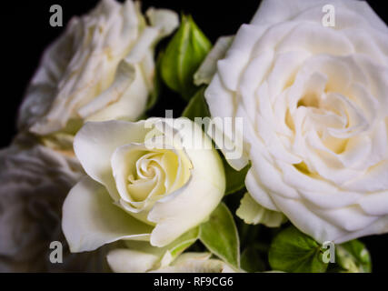 Rose blanche fleur en véritable jardin ; profondeur de champ à trois. Banque D'Images