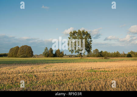 Champ fauché, grand chêne, d'autres arbres sur l'horizon et les nuages dans le ciel bleu Banque D'Images