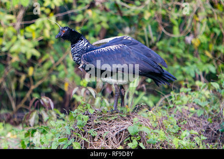 Anhima cornuta screamer, Cornu, un des oiseaux d'commun le long de la rivière Amazone à Loreto, Pérou Banque D'Images