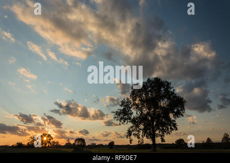 Silhouette d'un grand chêne sur un pré, coucher du soleil et nuages dans le ciel bleu Banque D'Images
