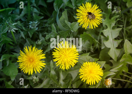 Parmi le vert des herbes en fleurs fleurs de pissenlit jaune vif. Sur l'un d'eux est assis abeille. Banque D'Images
