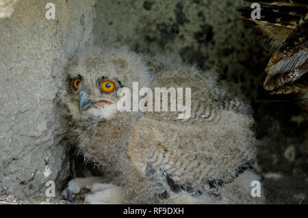 Grand Owl Bubo bubo, Poussin, Poussin lacteus ou Camargue France Banque D'Images