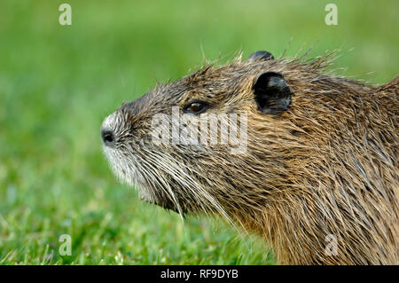 Portrait d'un rongeur, le Ragondin ragondin ou Myocastor coypus, dans la Camargue Provence France Banque D'Images