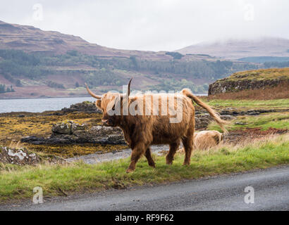 Highland cow sur l'île de Mull Banque D'Images