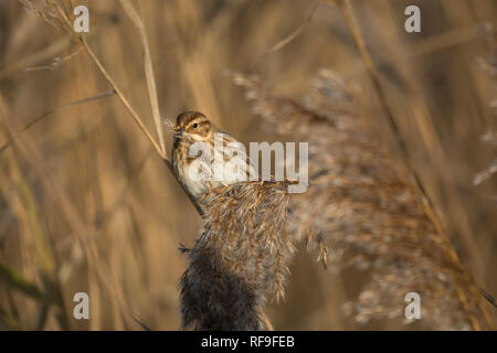 Bruant des roseaux Emberiza schoeniclus, l'alimentation, dans l'herbe haute, Lancashire, UK Banque D'Images