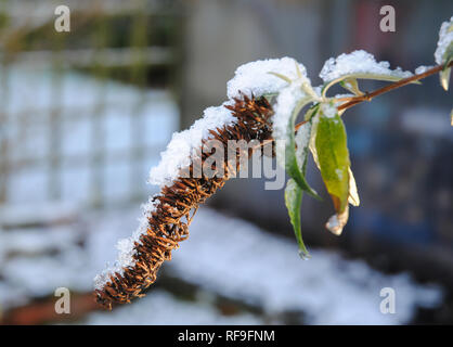 Buddleia (Buddleja davidii) bush flower head seeds et de la direction générale avec la neige de l'hiver et la lumière du soleil dans un jardin Banque D'Images