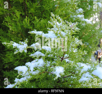 Gros plan d'un parfum Citron cyprès (Cupressus macrocarpa Goldcrest) avec l'hiver la neige sur ses branches dans un jardin Banque D'Images