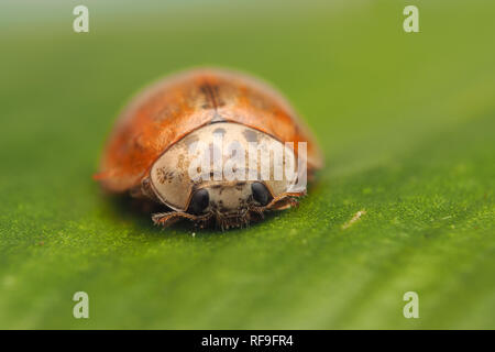 10-spot Ladybird (Adalia decempunctata) au repos sur Scolopendre officinale en hiver. Tipperary, Irlande Banque D'Images