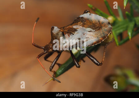 Station d'hivernage Bug (Coreus marginatus) au repos sur l'ajonc et saturées dans la pluie. Tipperary, Irlande Banque D'Images