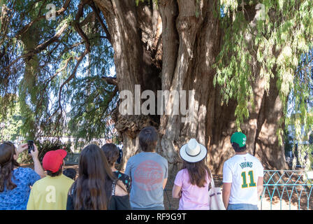 Arbre de vie, l'arbre le plus large du monde, El Tule, Oaxaca, Mexique Banque D'Images