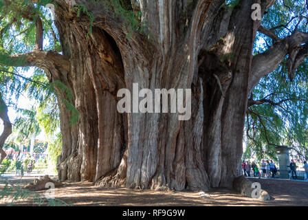 Arbre de vie, l'arbre le plus large du monde, El Tule, Oaxaca, Mexique Banque D'Images