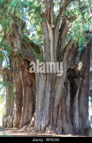 Arbre de vie, l'arbre le plus large du monde, El Tule, Oaxaca, Mexique Banque D'Images