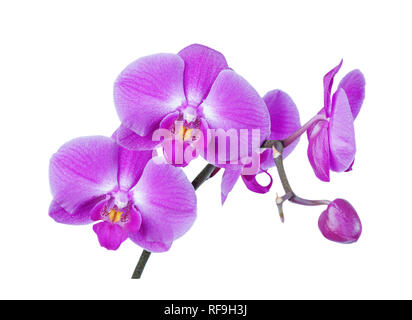 Branche avec fleurs rose-pourpre de moth orchid isolé sur fond blanc Banque D'Images