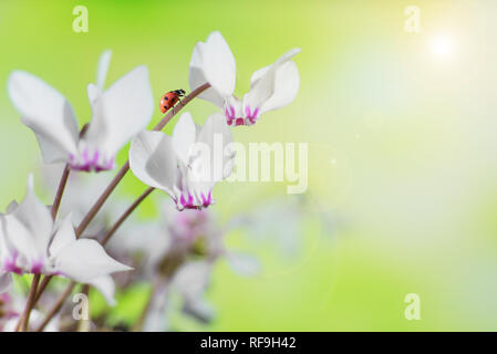 Fleurs blanches de cyclamens sauvages alpin ou violette et ladybug close-up contre un flou d'arrière-plan naturel jaune-vert Banque D'Images