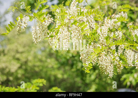 Les grappes parfumées de fleurs d'acacia blanc contre le décor de feuillage vert au printemps park Banque D'Images
