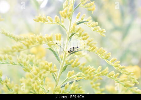 Close-up de verge fleurs avec du concombre tacheté (insecte Diabrotica undecimpunctata) Banque D'Images